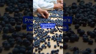 Here's how wild #blueberries are harvested and frozen in #Maine. #bigbusiness