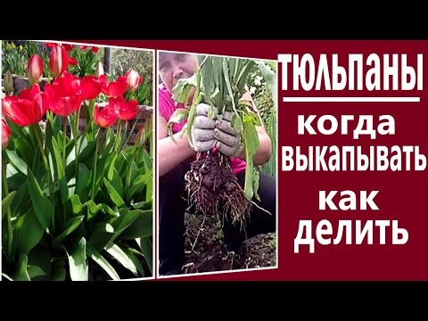 Хранение луковиц тюльпанов — Все цветы