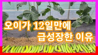 오이가 12일만에 급성장한 이유~오이키우기,재배방법,병충해,흰가루병,노균병 오이추비,중거름 주말농장,텃밭,전…