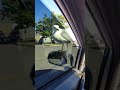 Seagull Waits Patiently On Side View Mirror For McDonald S French Fry