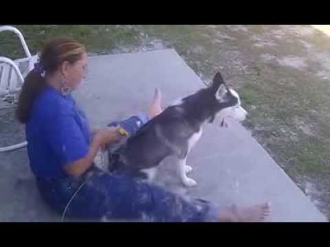 Why you should not brush a siberian husky outside.