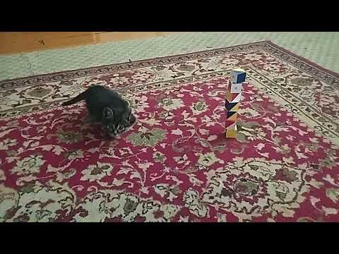 Mayuka Hucher heg cat