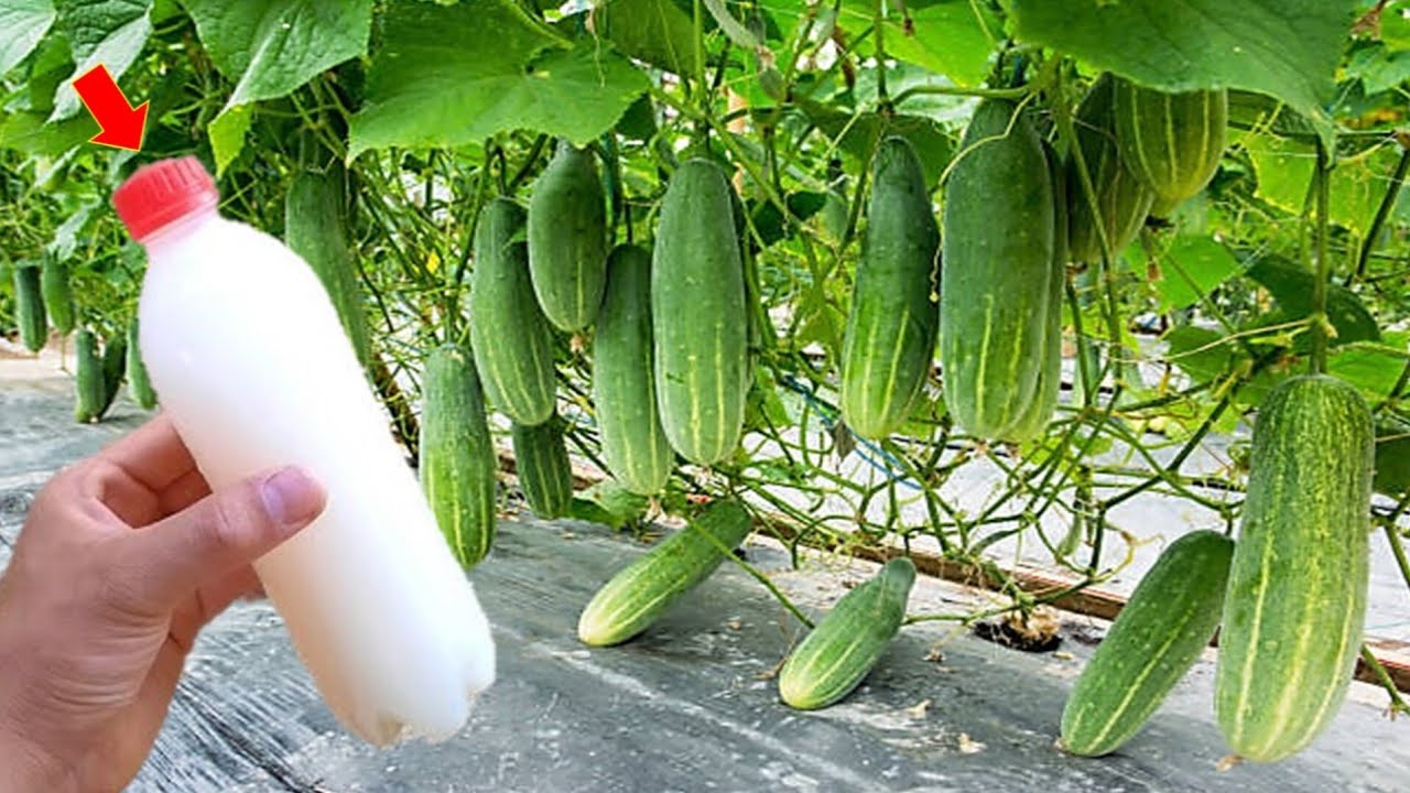 Faz seu pé de pepino explodir de tanto crescer (o ano todo)