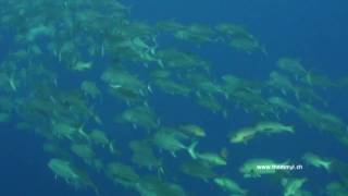 Womack &amp; Womack - MPB (Folk version)