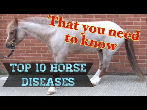 10 Most Common Horse Diseases ~ That you NEED to know!