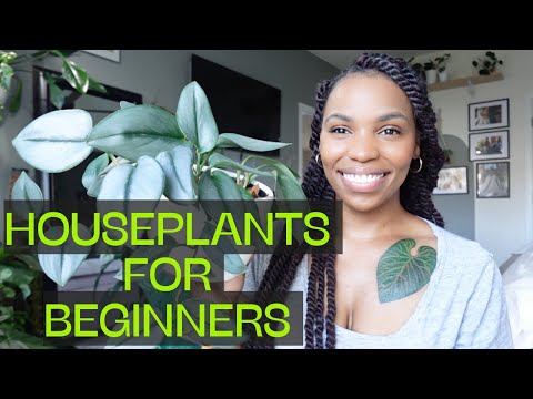 Easy Houseplants for Beginners