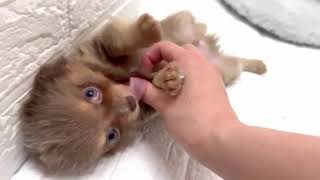 ハーフ犬の動画01