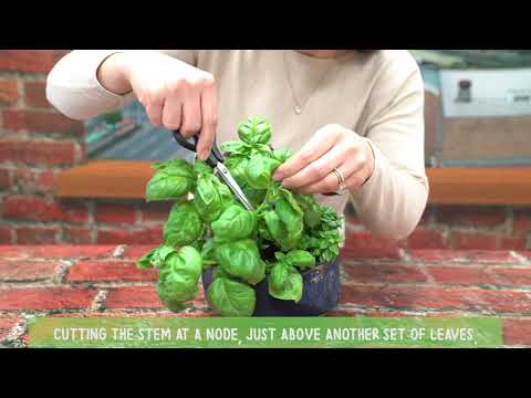 スイートバジルの収穫方法