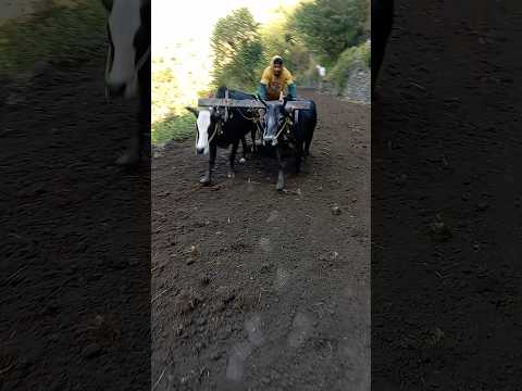 #bel #video #viral #uttarakhand