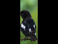 PIED BUSH CHAT