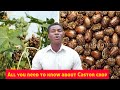 Is castor crop profitable? All you need to know about Castor crop in Nigeria