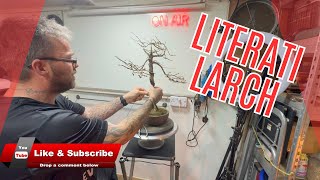 How to Make Your Own Literati Larch Bonsai