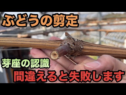 秋や冬にブドウの剪定を行う時期はいつですか?このワイン事業の利点は何ですか?  庭園