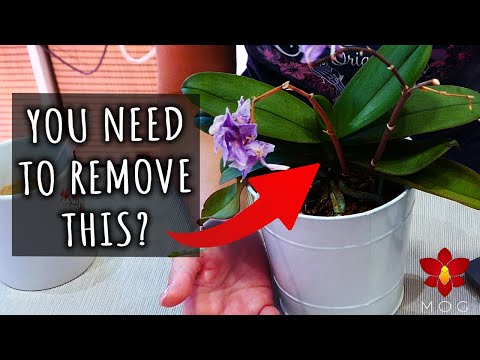 Myth or Truth #11 - Never water Orchids at night? Dry flower spikes NEED to be cut? & more!