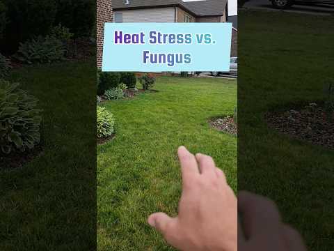 Heat Stress vs Fungus #lawncare #lawntips #heatstress #lawnfungus #diy #greenlawn #fixuglylawn