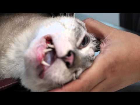 A cat has a loose left upper canine tooth due to tooth decay