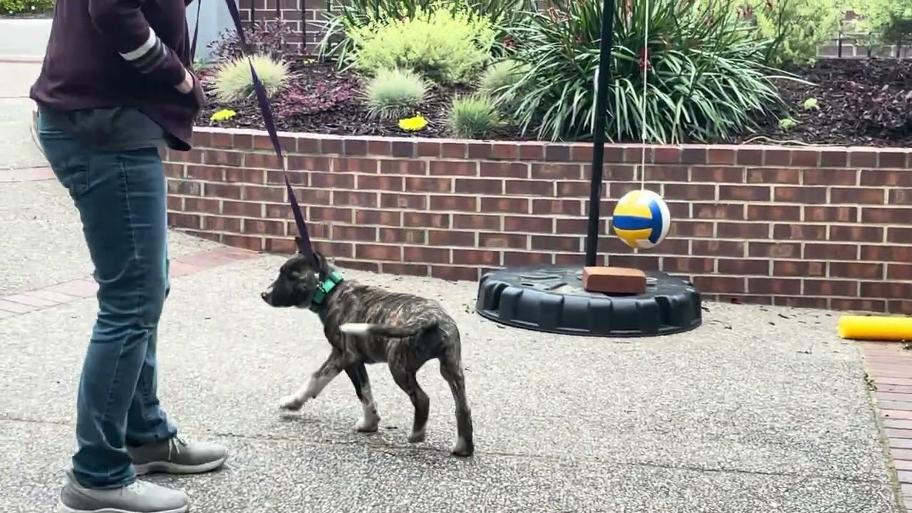 Enlarge Ace, a ADOPTABLE mixed breed in Tracy, CA video 3/4