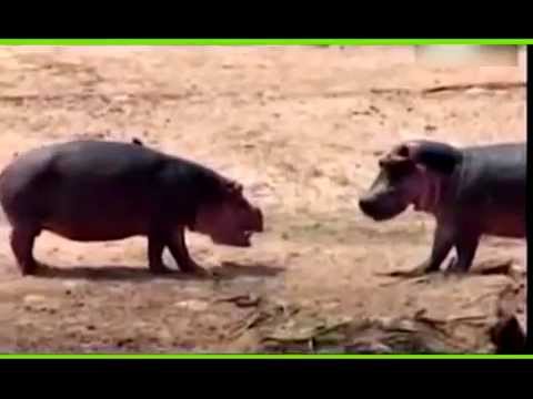 Jungle Walk with Zahida & Naveen 3