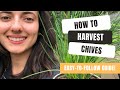 Everything You Need To Know About Harvesting Chives