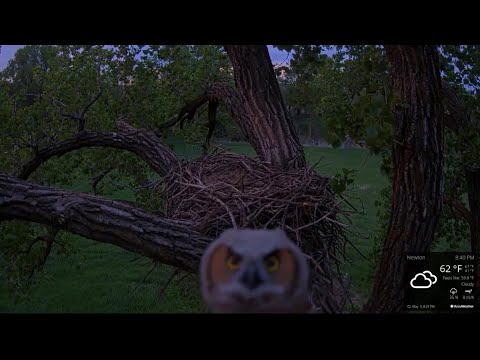 Kansas Great Horned Owl 5-5-2021.  Lily looks into the cam to see how many of us are still watching.