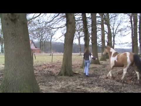 Leitstutenprinzip - Freie Arbeit mit hektischem Pferd