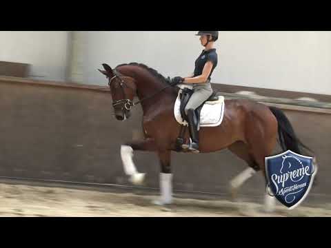 'VELVET' 2021 Mare by Valverde