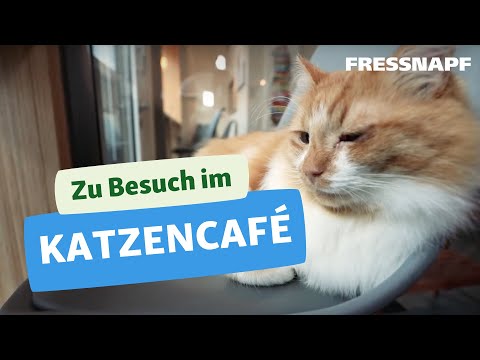 Zu Besuch in einem Katzencafé