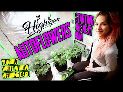 Growing Autoflowers Week 1-6, Starting, Training, Topping! Ep1
