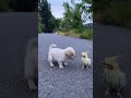 Angeli Ooy Angeli Funny Video