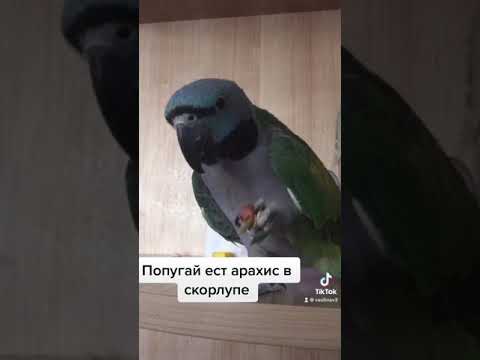 Каши для попугаев волнистых. Корм для неразлучников. Орехи красное белое. Арахис сырой 500гр. Рацион попугая.