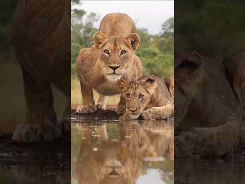 Lioness and her Cub lipping water in hidden water hole #shorts #africa #thekillers