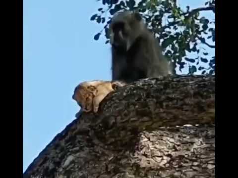 the monkey stole the lion cub