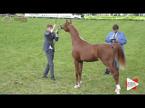 3rd - N.60 LAMANDRO - Chantilly 2016 ABCE - Yearling Colts (Class 6A)