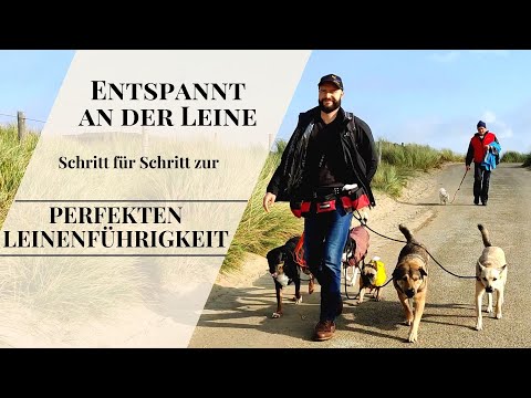 Entspannt an der Leine. Schritt für Schritt zur perfekten Leinenführigkeit