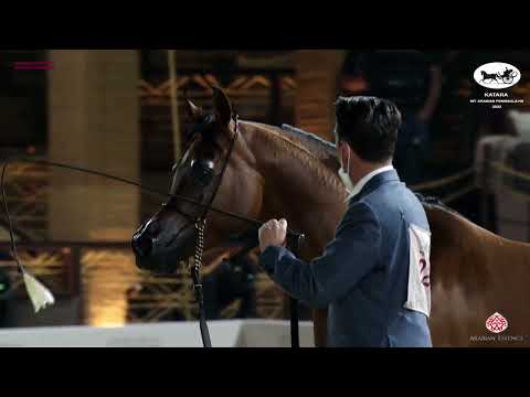 N 221 ASAYEL RASHIQ   Katara Int  Arabian Peninsula Horse Show 2022   Stallions 7 to 10 Years Old Cl