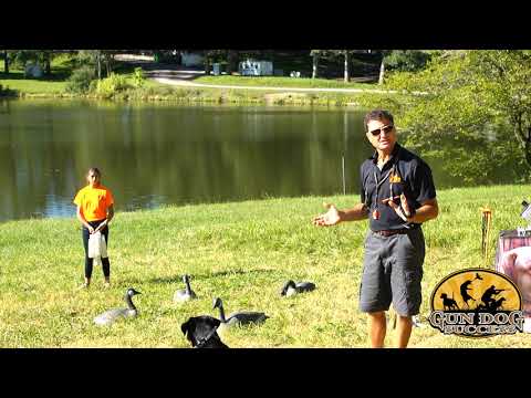 How to teach a Dog to be steady - Retriever Training