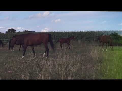 Valverde/Franziskus/Krack C Stutfohlen 2019