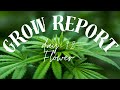 Cannabis Grow Germany- Day 12 Flower Photo und Autoflower Update