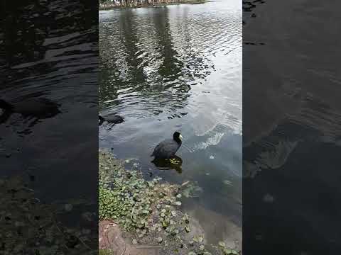 #lago uno de #achocalla #la paz Bolivia