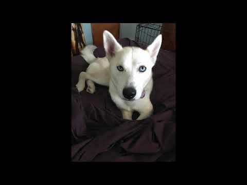 Cellular healing for Animals with the Angels