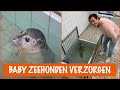 Gewonde zeehondjes voeren in de Ecomare! | DierenpraatTV