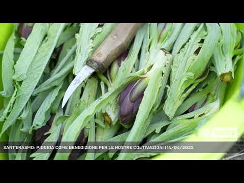 SANT'ERASMO: PIOGGIA COME BENEDIZIONE PER LE NOSTRE COLTIVAZIONI | 14/04/2023