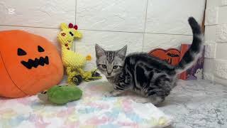 アメリカンショートヘアの動画01