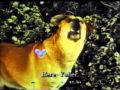 Old Yeller S Theme