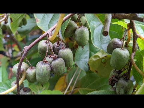 キウイベリー、ミニキウイ 植物