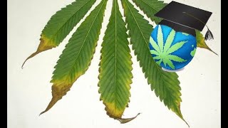 Learn to Spot &amp; Treat Nutrient Burn - Cannabis Plants