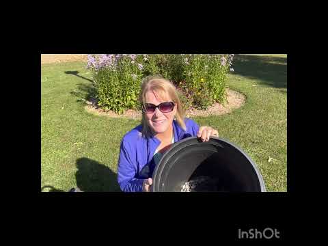 No room to plant tulips, daffodils or crocus bulbs? Plant bulbs in a pot!