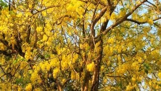 Golden Shower Tree in Full Bloom  