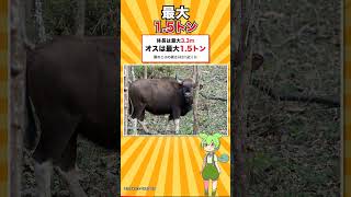 トラを返り討ちにする世界最大のウシが日本から消えました #shorts