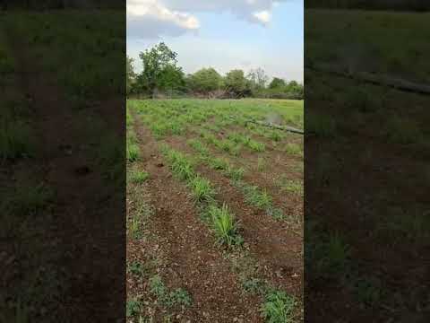 Pure Citronella Fragrance Oil